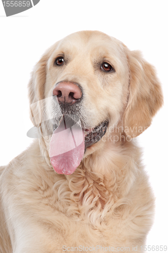Image of golden retriever