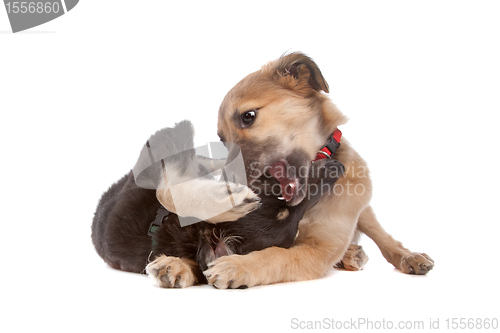 Image of two whippet puppy dogs