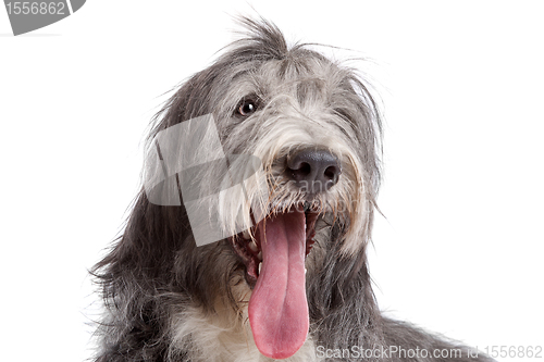 Image of Bearded Collie