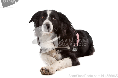 Image of border collie sheepdog