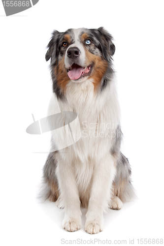 Image of Australian Shepherd