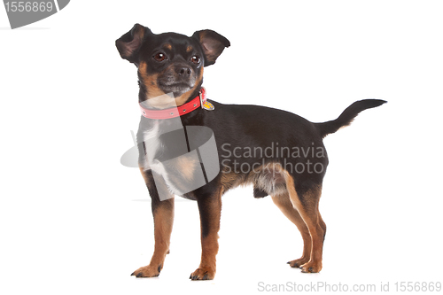 Image of chihuahua
