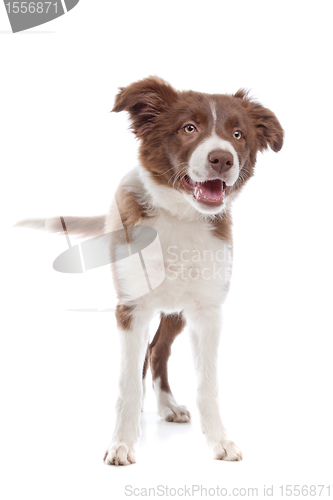 Image of border collie puppy