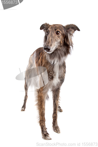 Image of Silken Windhound