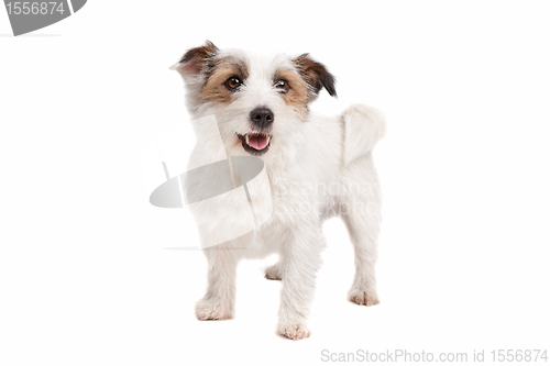 Image of Jack russel Terrier