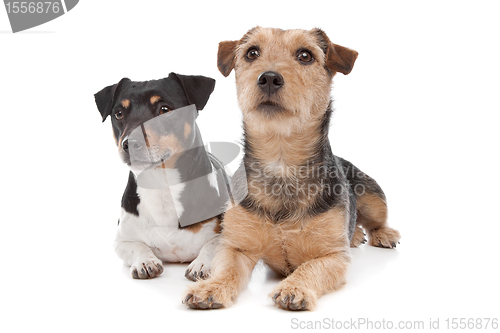 Image of Jack Russel Terrier dog and a mixed breed dog