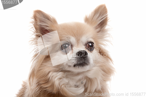 Image of Long haired chihuahua