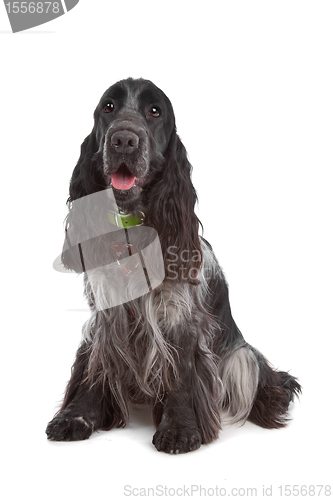 Image of English Cocker Spaniel dog
