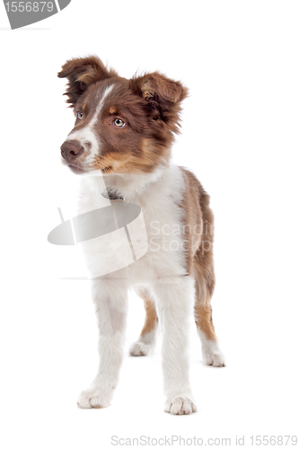 Image of border collie puppy