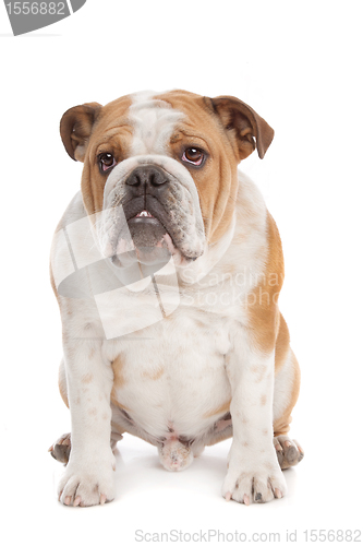 Image of English Bulldog