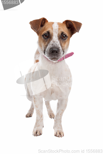 Image of Jack russel Terrier