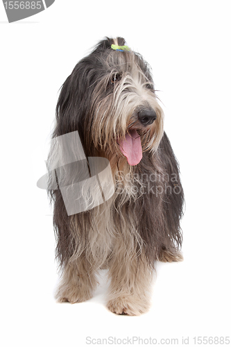 Image of Bearded Collie