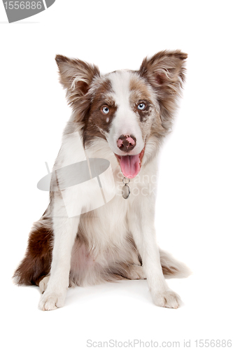 Image of Border collie sheepdog