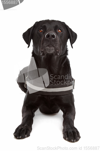 Image of mix breed dog, Labrador, Rottweiler