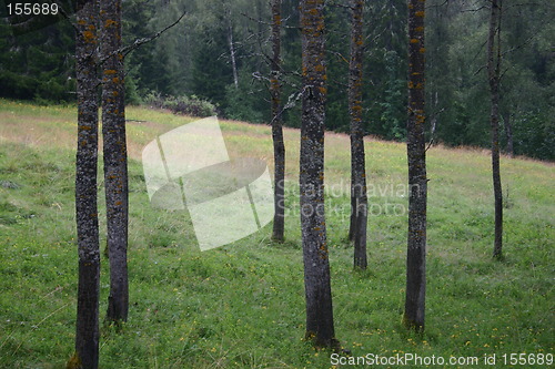 Image of Aspen trees (populus tremula)