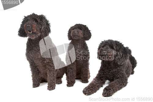 Image of two labradoodle and one poodle dog