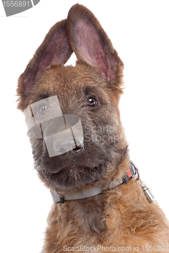 Image of Belgian Shepherd Dog ,Laekenois