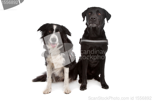 Image of Border collie and a black dog