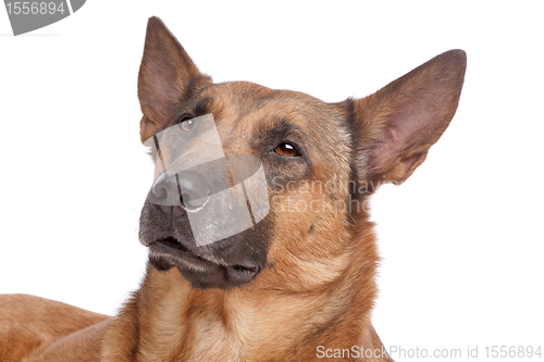 Image of Belgian Shepherd