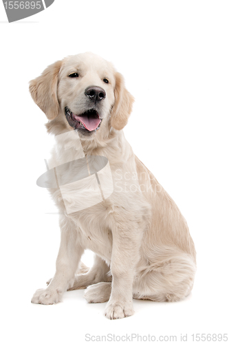 Image of Golden retriever dog