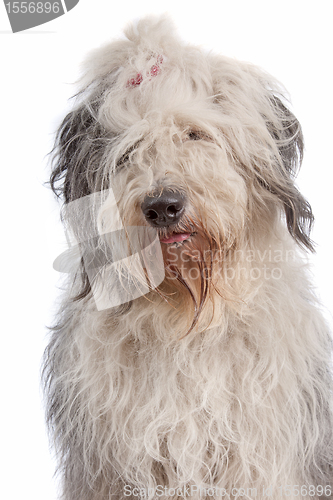 Image of Old English Sheepdog