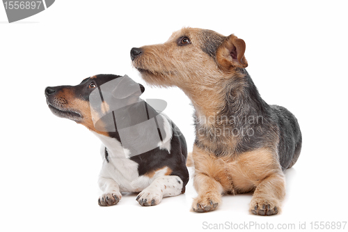 Image of Jack Russel Terrier dog and a mixed breed dog