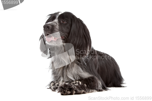 Image of mixed breed dog.border collie, cocker spaniel
