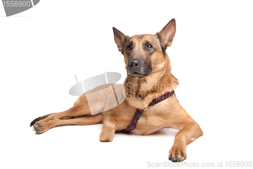 Image of Belgian Shepherd