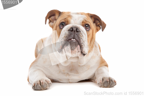 Image of English Bulldog