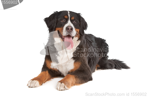 Image of Bernese Mountain Dog