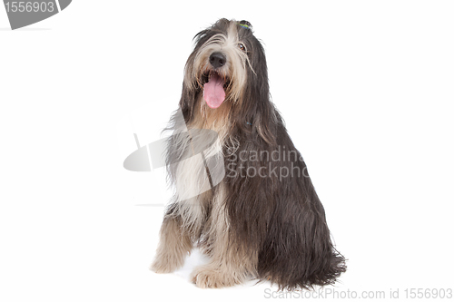 Image of Bearded Collie