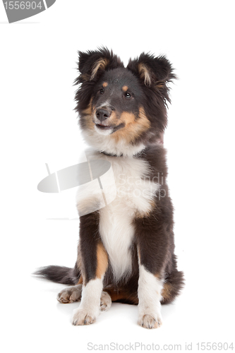 Image of shetland sheepdog