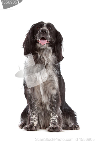 Image of mixed breed dog.border collie, cocker spaniel