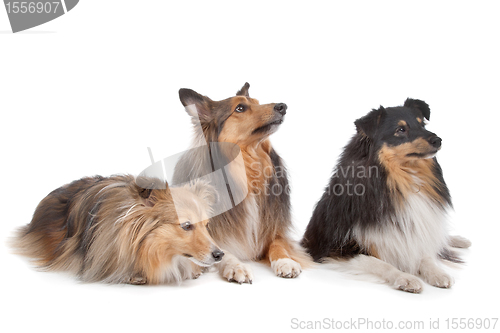 Image of Shetland Sheepdogs