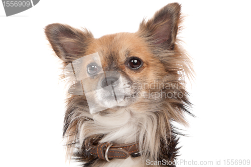 Image of Long haired chihuahua