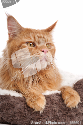 Image of maine coon