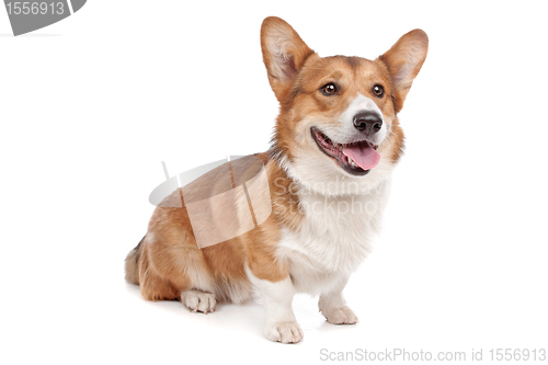 Image of Pembroke Welsh Corgi