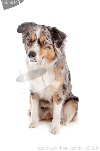 Image of Australian Shepherd