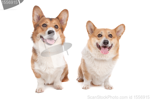 Image of Pembroke Welsh Corgi