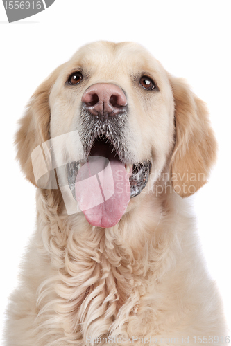 Image of golden retriever