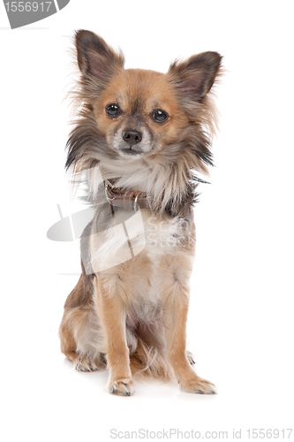 Image of Long haired chihuahua