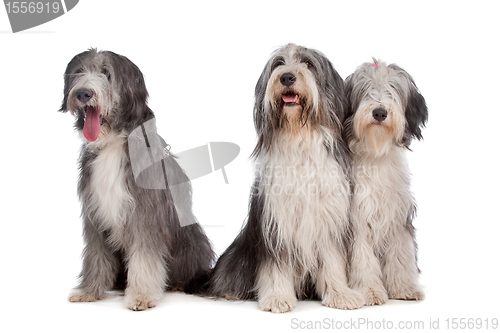 Image of three Bearded Collie dogs