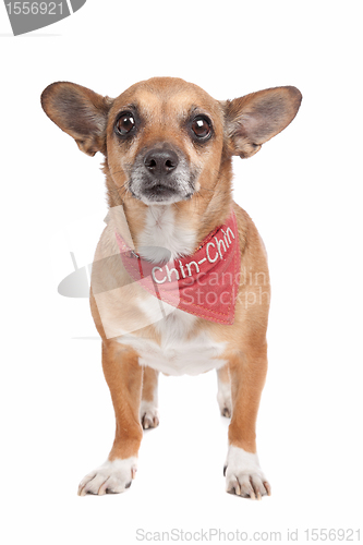 Image of mixed breed dog