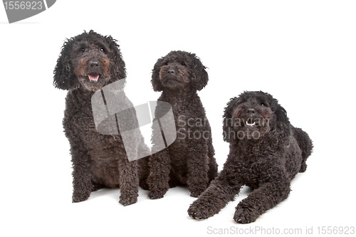 Image of two labradoodle and one poodle dog