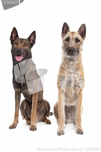 Image of two Belgian shepherd dogs