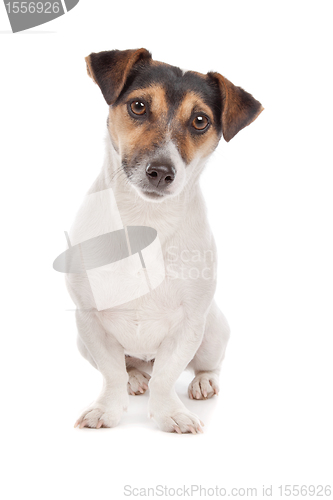 Image of Jack russel Terrier