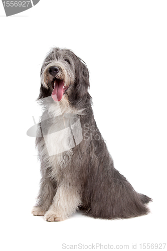 Image of Bearded Collie