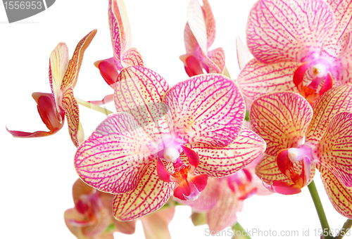 Image of orchid on white