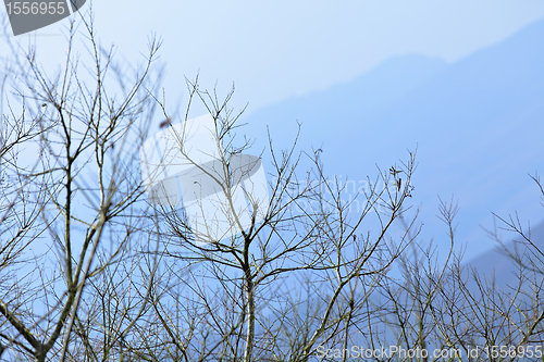Image of tree and mountain in winter blue