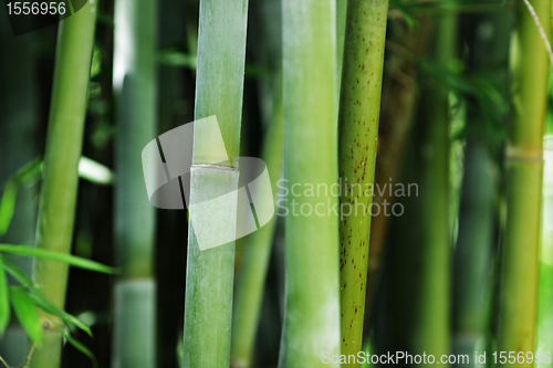 Image of bamboo